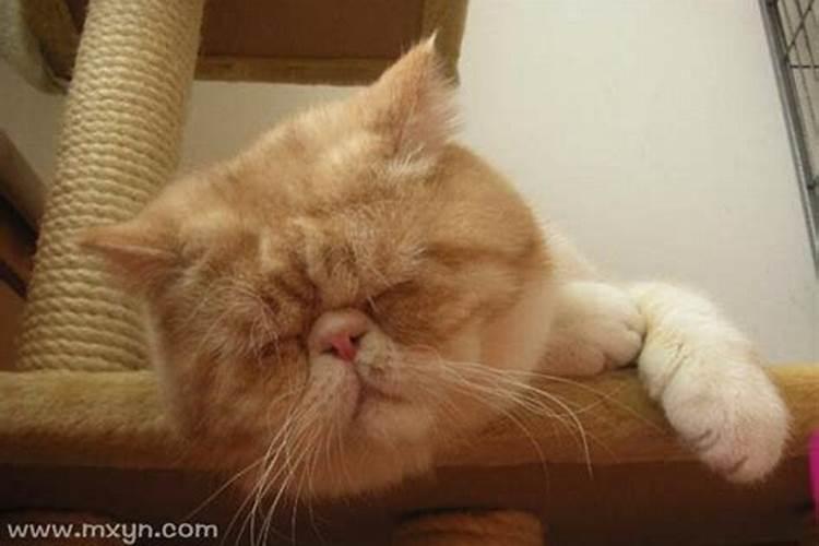 梦见猫在对我说话是什么意思啊？
