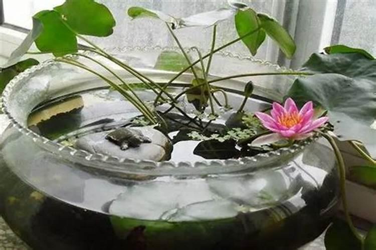 家里养睡莲对风水好吗,是吉祥之花寓意招财纳福