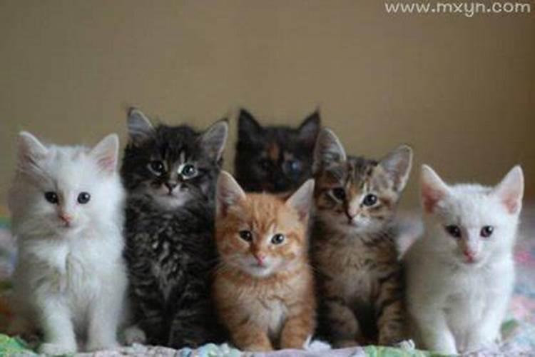 梦见好多猫进家里是什么预兆