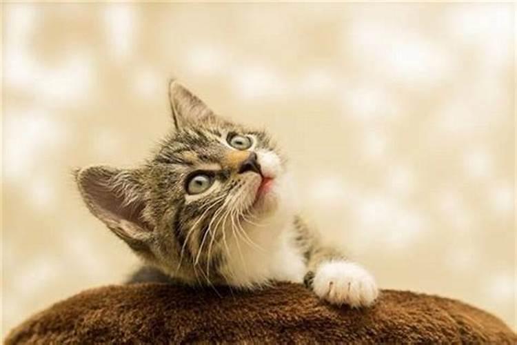 梦见猫进了我们家什么意思？