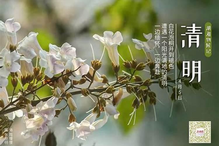 清明挂社是哪天