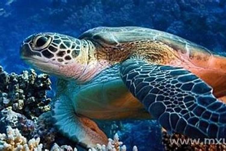 梦见海龟在水里游的预兆
