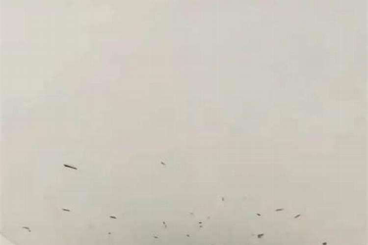 梦见死燕子是什么意思？