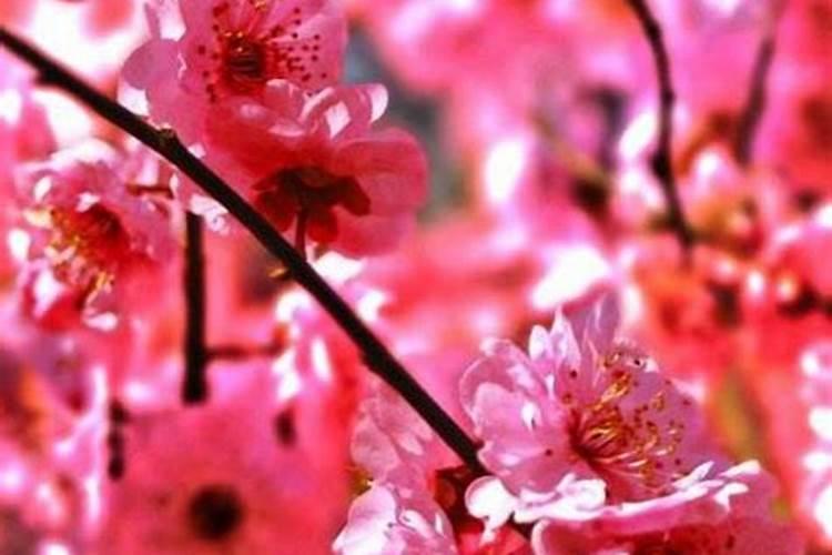 福建道教道士怎么吹龙号技巧