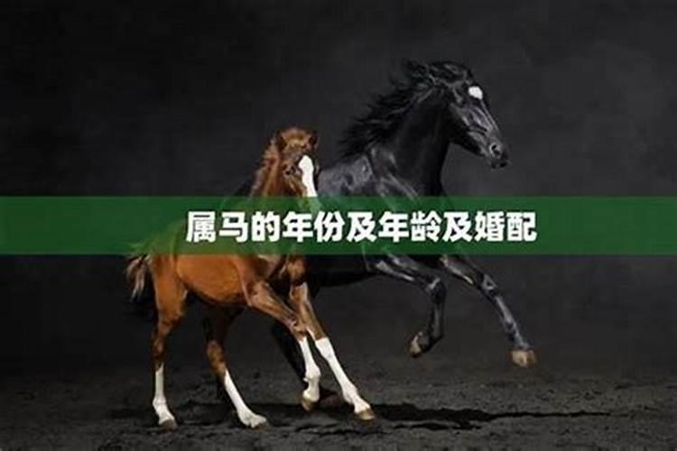 马和狗属相合不合