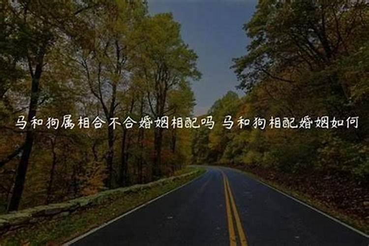 为什么属马的喜欢属狗的 属马和属狗婚配好吗