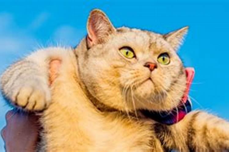 梦见抱着猫回家