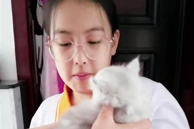 梦见怀抱了一只猫的预兆