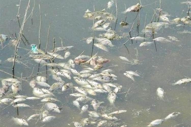 梦到死鱼是什么预兆