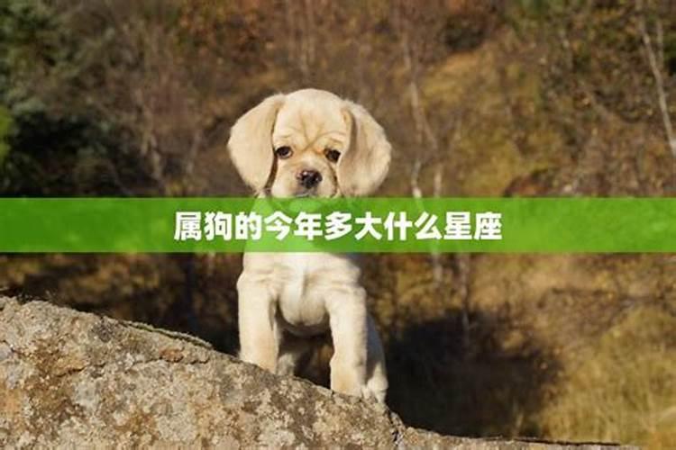 属鸡2024年多大年龄了属鸡今年虚岁多大