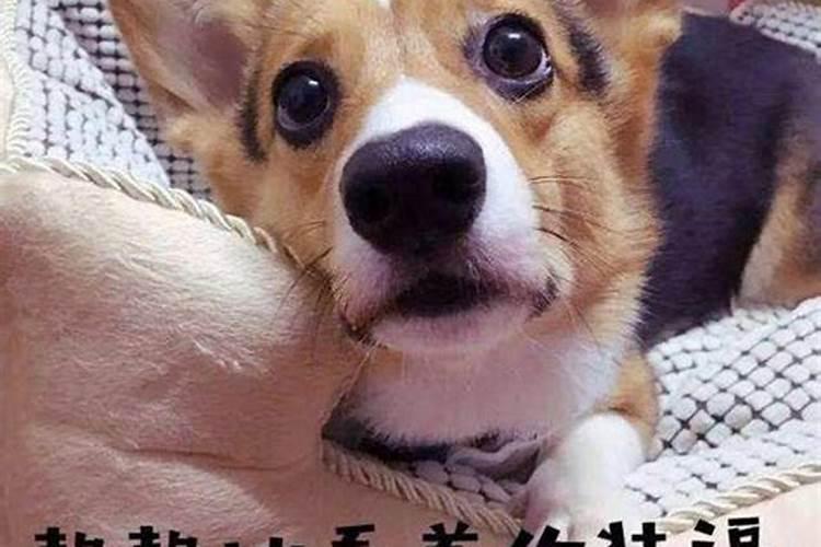 94狗和94狗合不合,94狗和95猪八字合不？