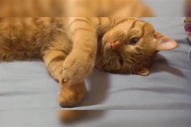 梦见很多猫爬到身上的预兆