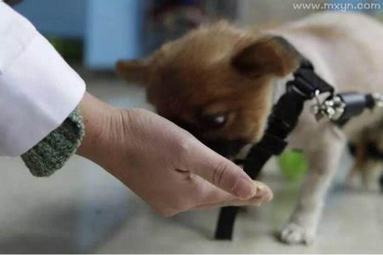 梦见发洪水救了动物和人