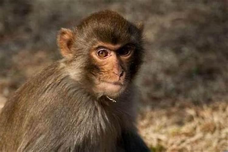 80年的猴2025每月运势