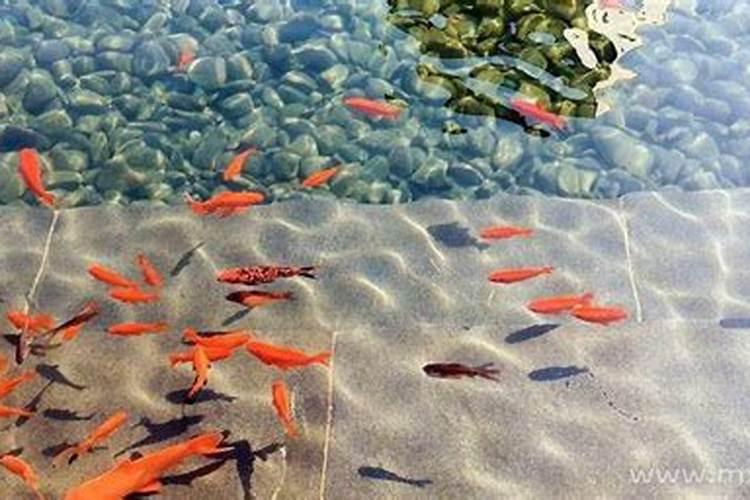 梦见梦水库水流下一段有好多鱼