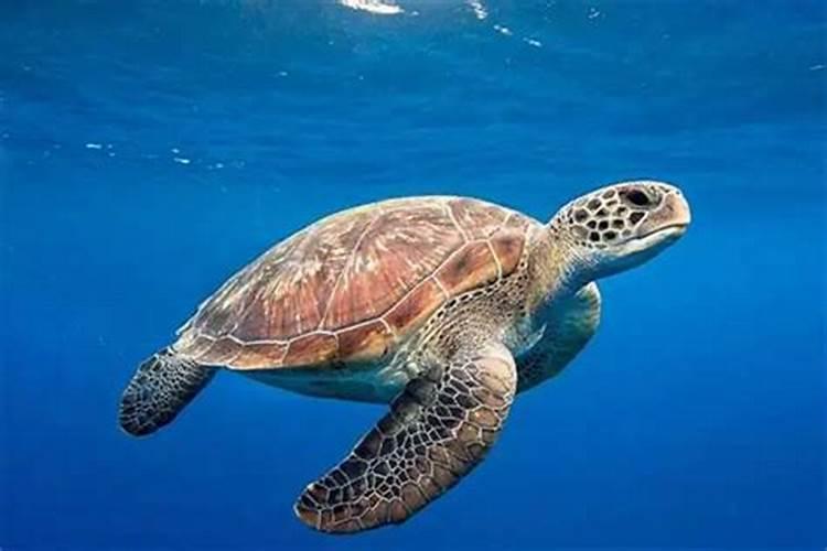 梦见大海龟在海里游