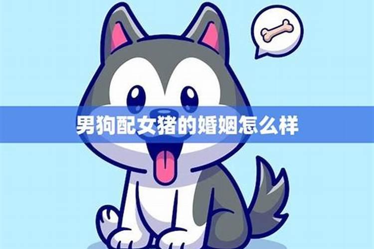 属狗男和属猪女适合做夫妻吗