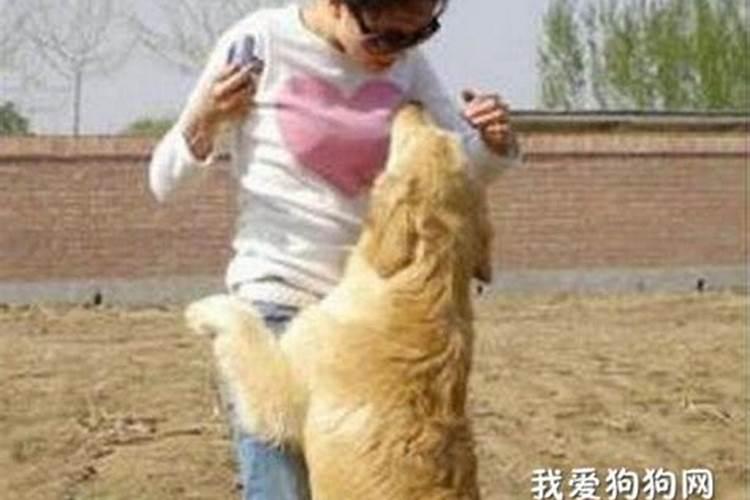梦见狗狗对我特别亲热是什么意思梦见狗狗对我特别亲热有什么征兆百 ...