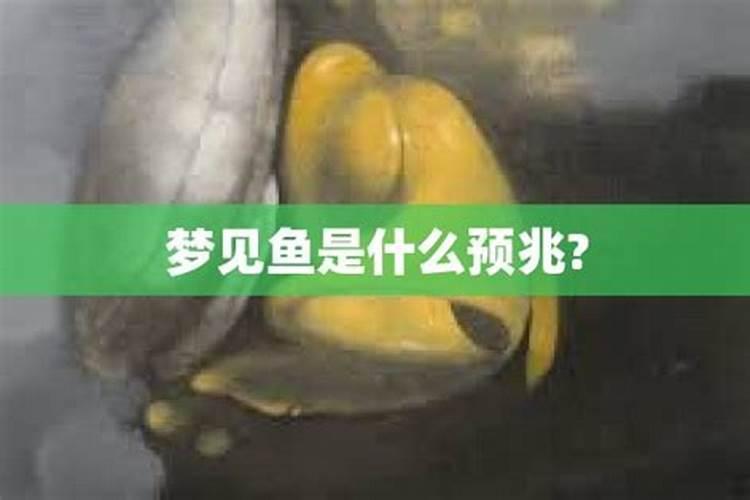 小狗流产会自己排狗吗？