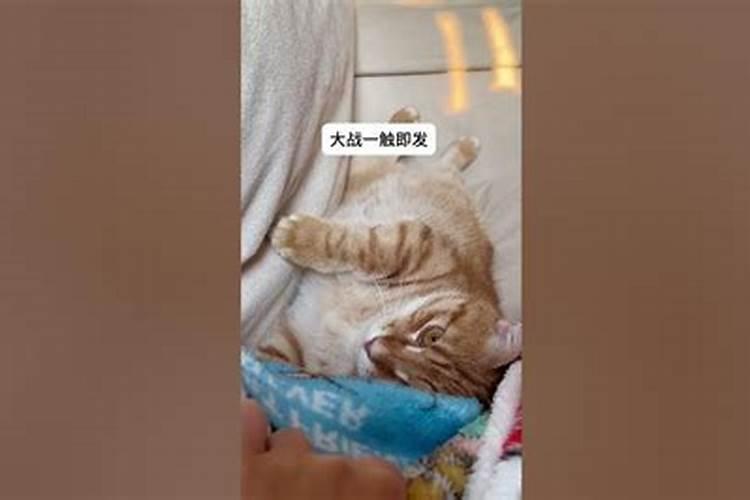 梦见被猫扑咬的预兆
