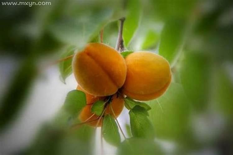 梦见摘杏是什么意思？