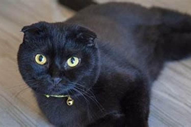 梦到黑猫 梦到黑猫的征兆