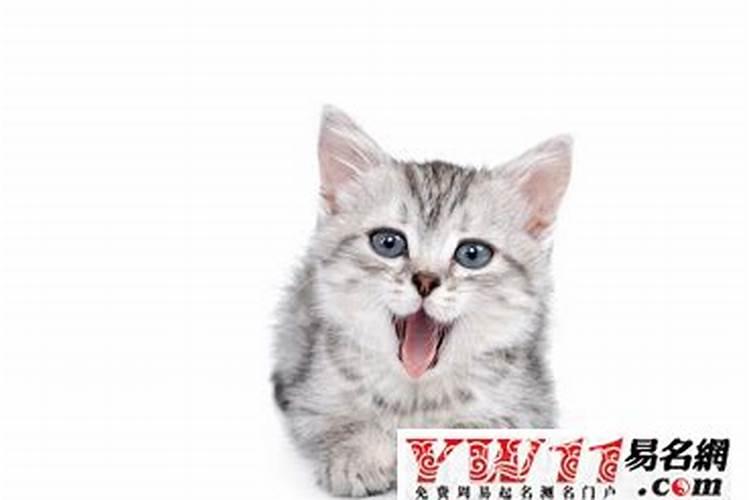 梦见猫咬我把猫打死了的预兆