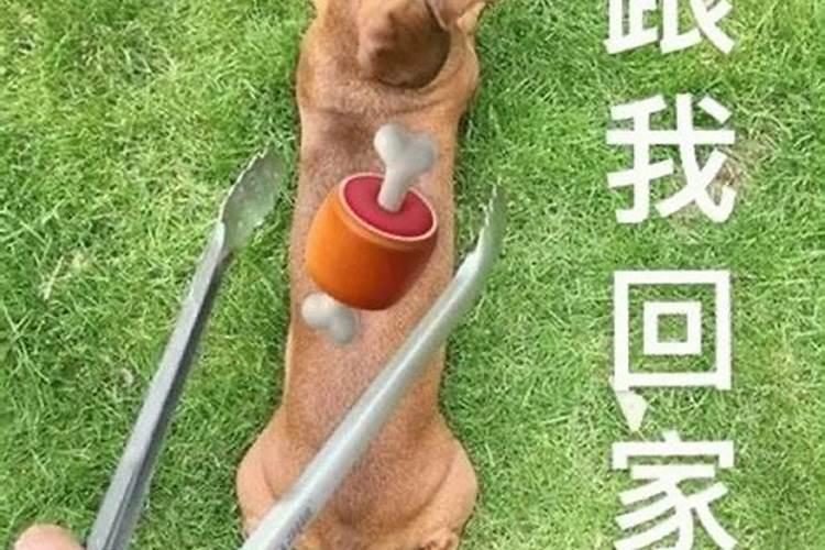 梦见狗能听懂我的意思想跟我回家