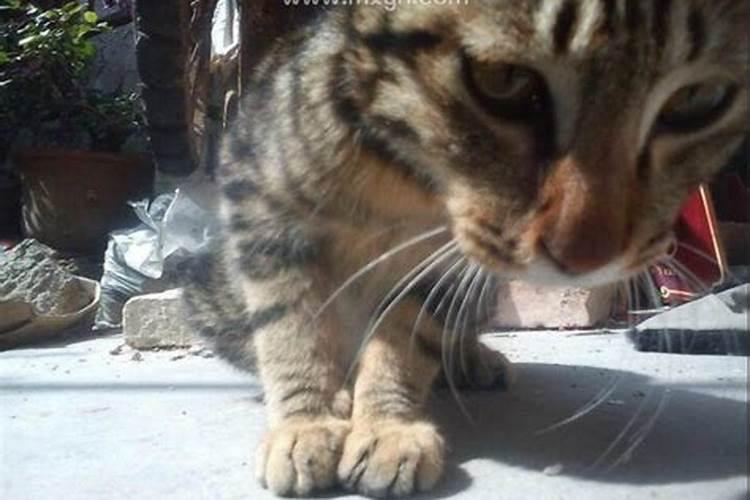 梦见在家被猫抓伤手