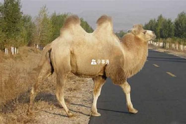 梦见别人杀骆驼出很多血预示什么