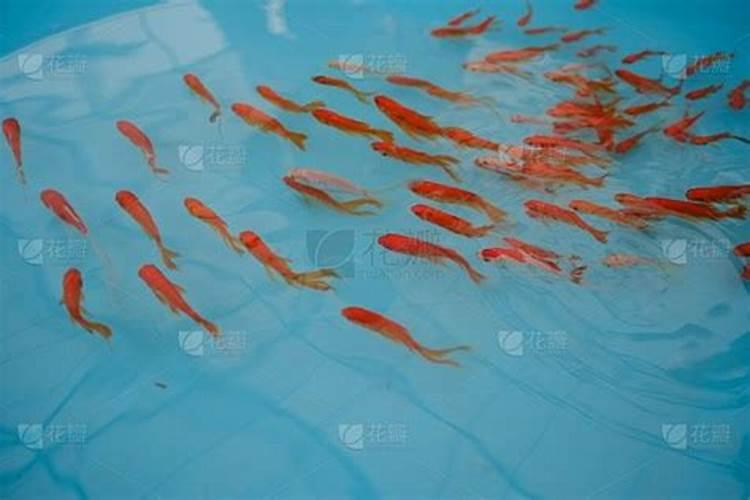 梦见大水池水很深没底的预兆