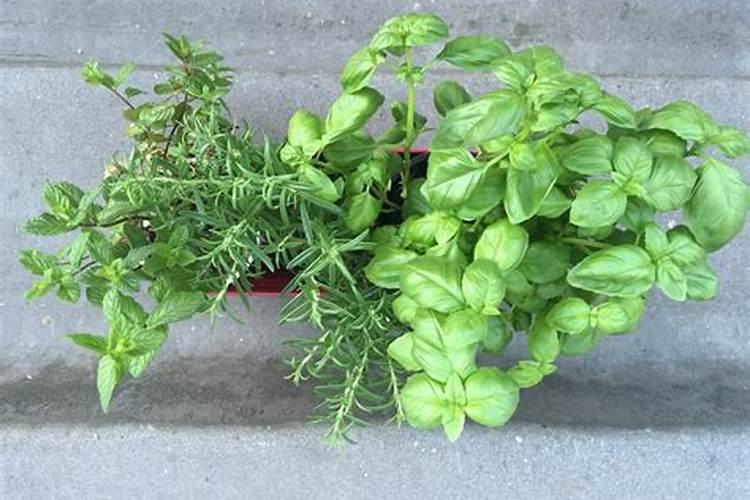 12生肖养什么植物最旺自己的财运