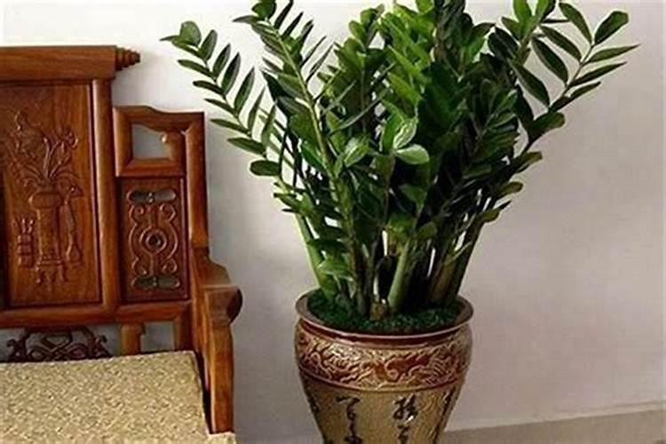 金命人养什么植物旺财