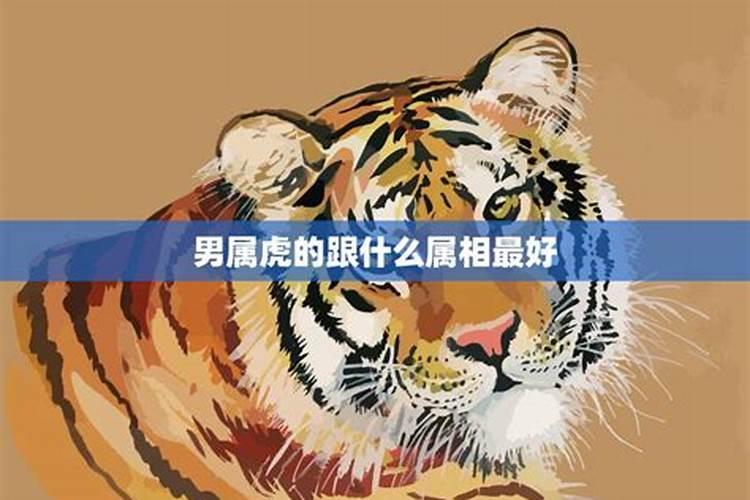 男的属虎的和什么属相最合适