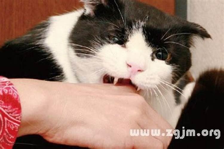 梦见猫从楼上扔下来的预兆