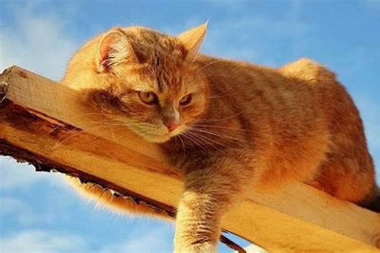 梦见有个男人把两只猫扔到楼下的预兆