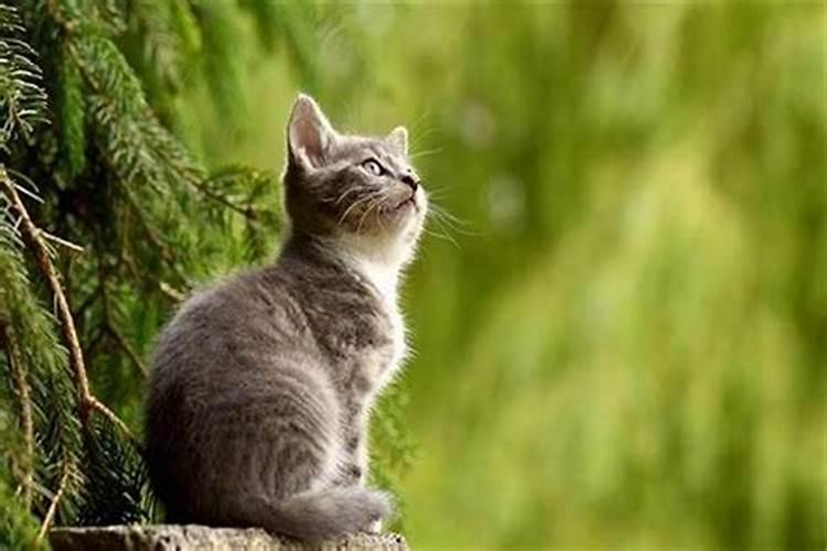 梦见自己把猫从楼上扔下去摔死的预兆