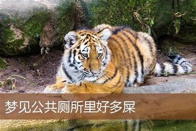 梦见很脏公共厕所很多大便的预兆