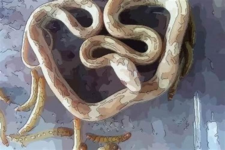 梦见三条蛇是什么意思