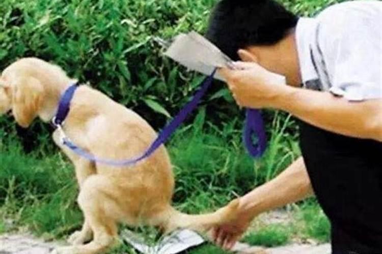 梦见狗屎是什么意思周公解梦