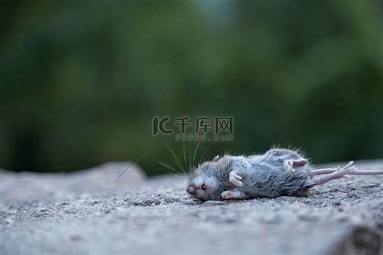 梦见打死老鼠而又复活