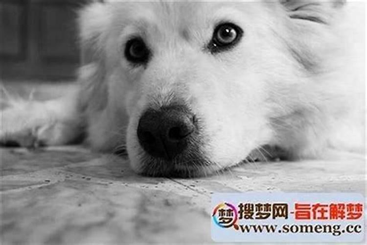 梦见狗丢了四处找狗狗