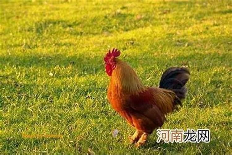 拜赵公明财神有什么讲究