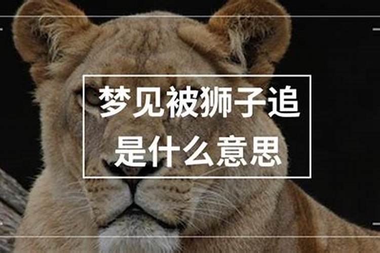 梦见被四只雄狮追杀的预兆
