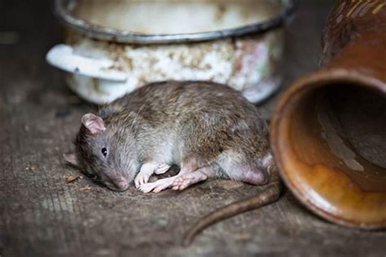 梦见大量老鼠死亡的预兆