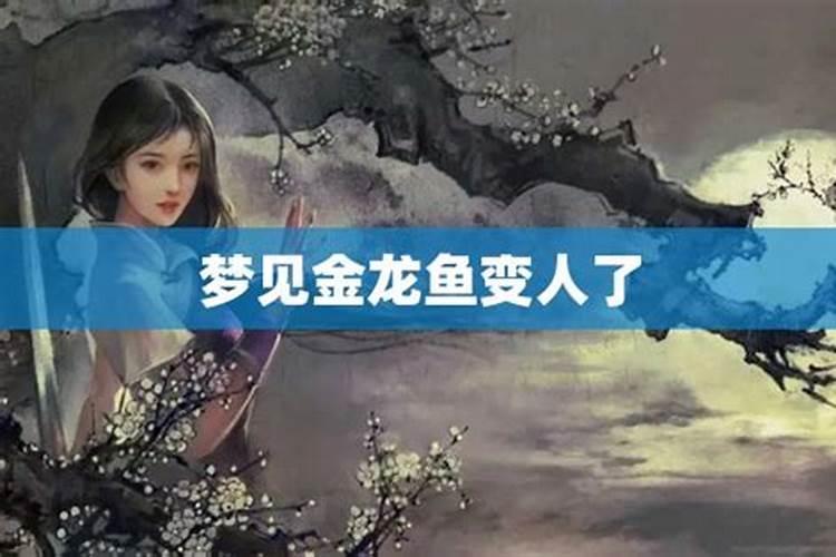 梦见金龙鱼是什么征兆