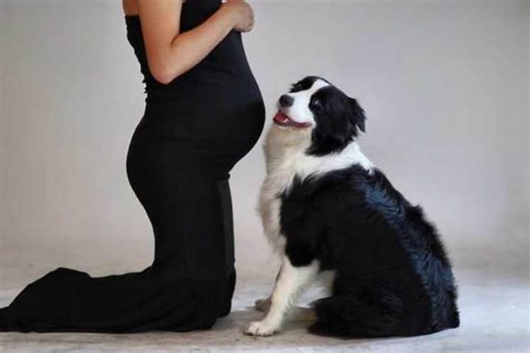 孕妇梦见狗咬手了什么意思