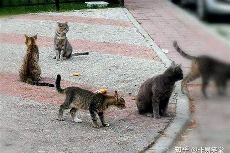 晚上看到黑猫有什么预兆吗？