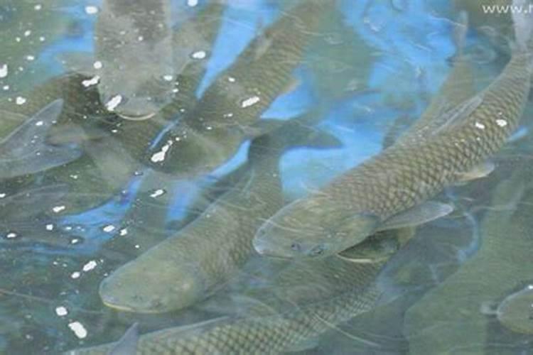 梦见在清水里抓鱼没抓到