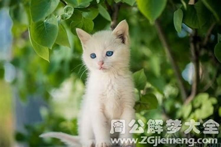白猫进宅必有一祸